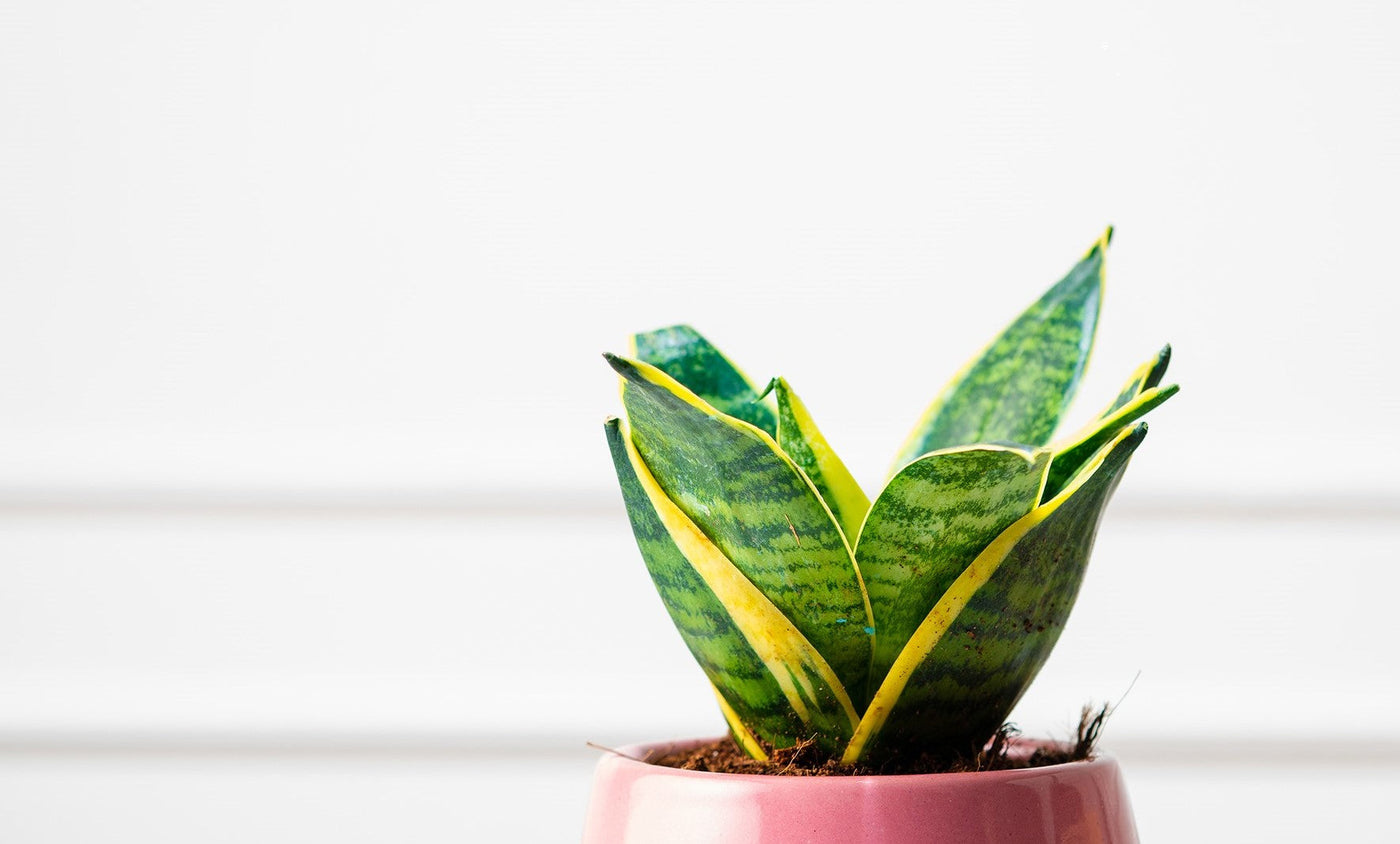 air purifying plants online