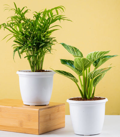 Buy Trendy Oxygen Plants Combo Online