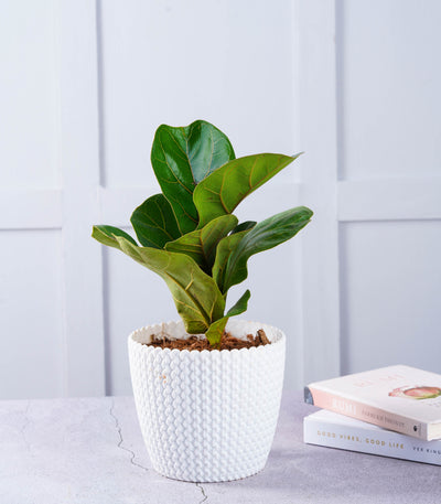 Indoor Plants - Buy Fiddle Leaf Fig Plant