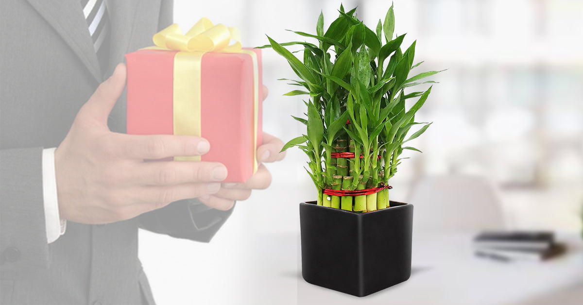 corporate plant gifts online