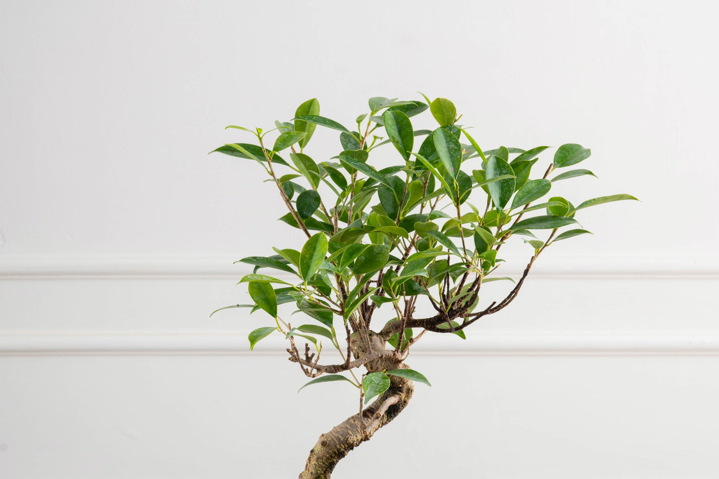 bonsai-plants-online