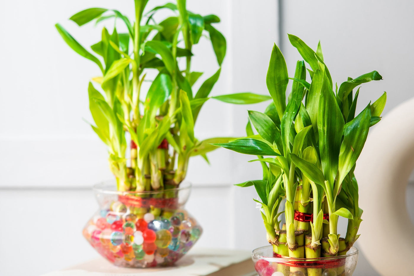 lucky-bamboo-plant-online