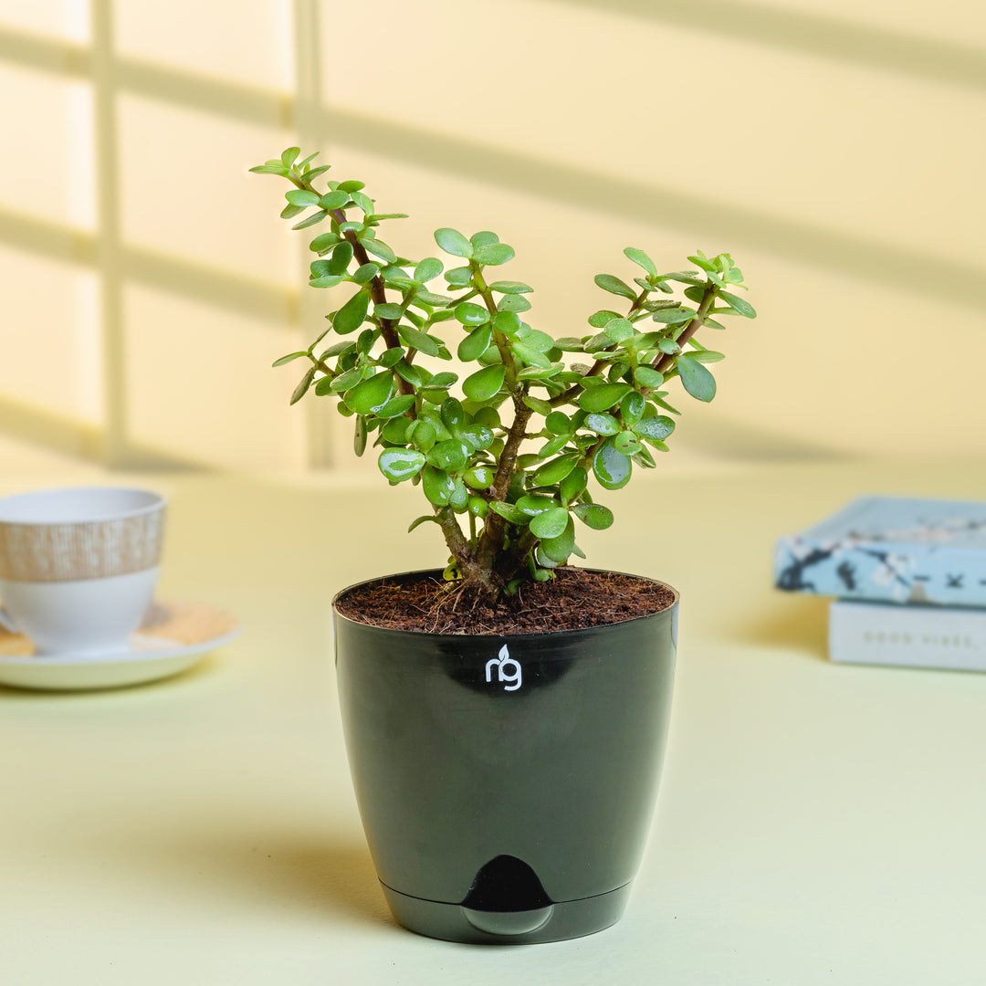jade plant with pot Jade Plant in Black Self Watering Pot – Nurturing Green