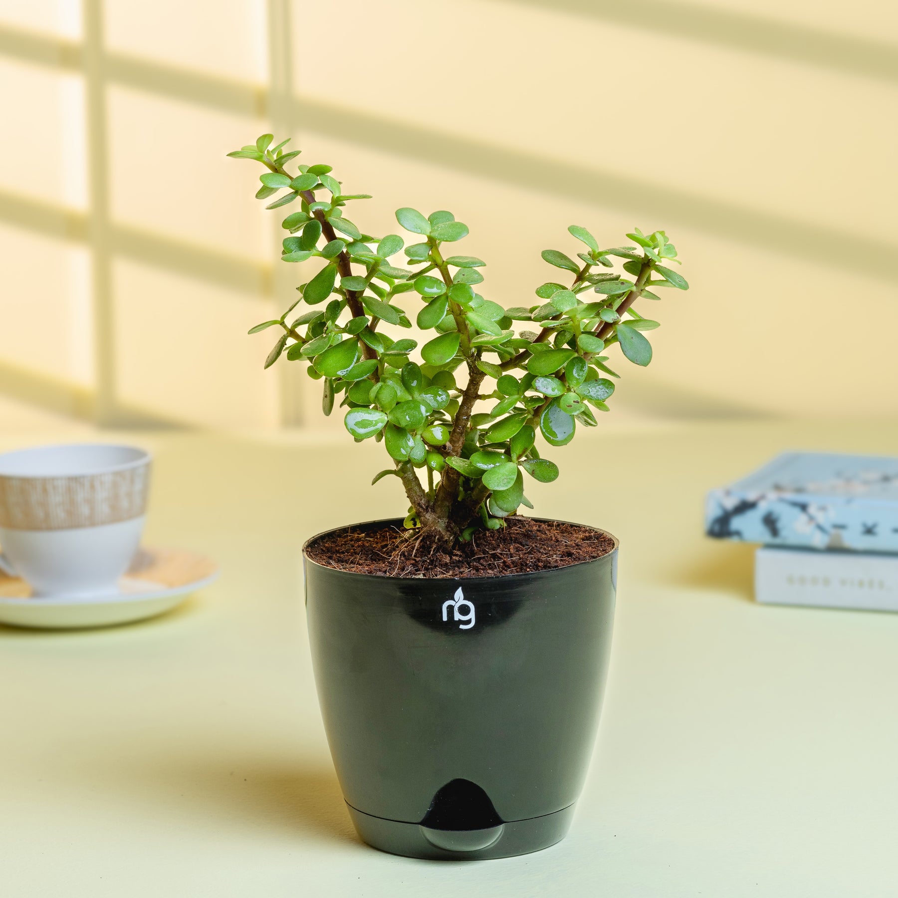 jade plant self watering pot Jade Plant in Black Self Watering Pot – Nurturing Green