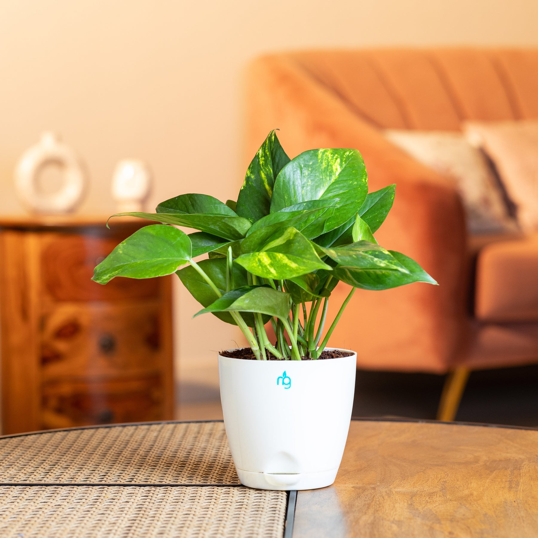 money plant water pot Money Plant in Self Watering Pot – Nurturing Green