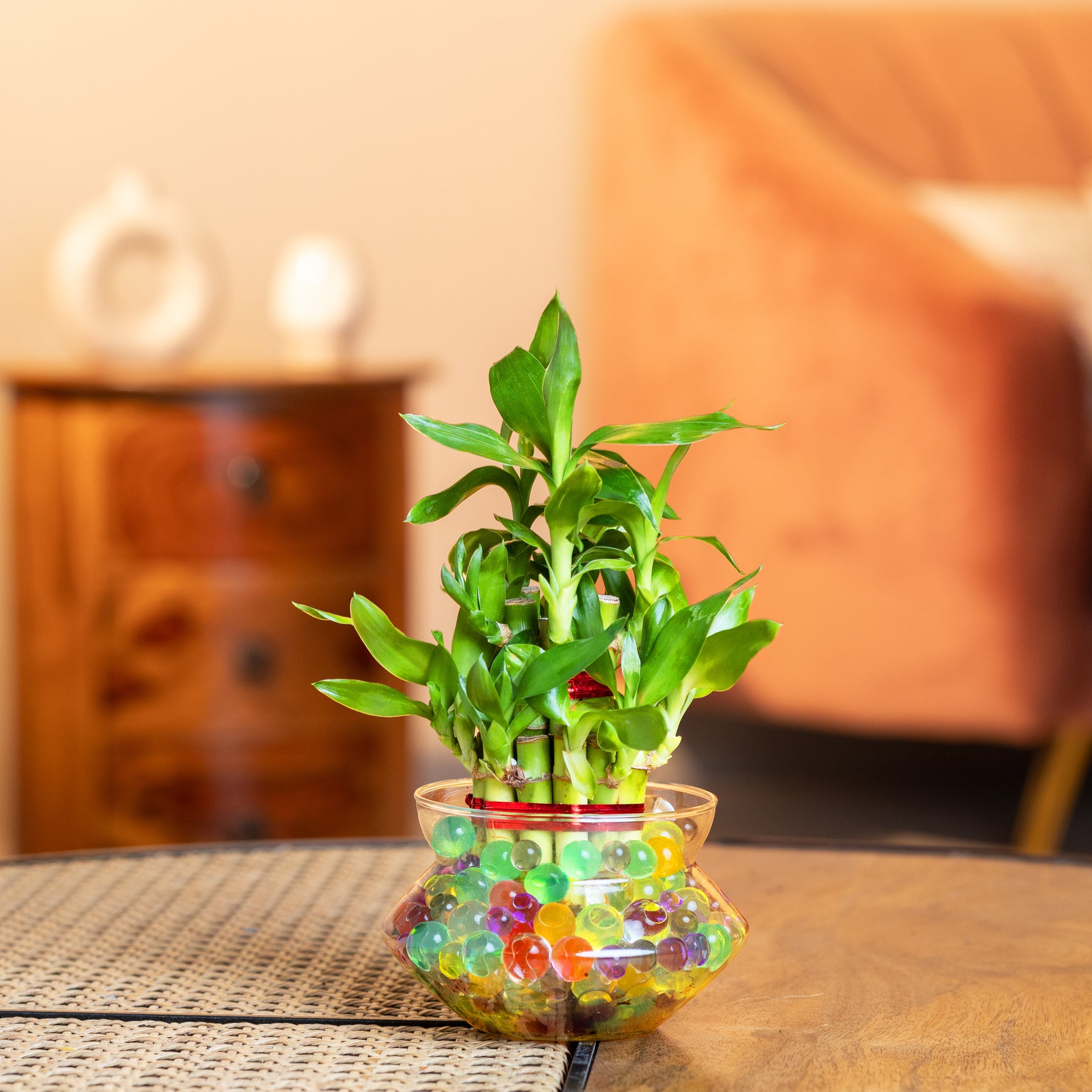 glass pot for bamboo plant Lucky Bamboo Plant (2-Layer) in Glass Pot – Nurturing Green