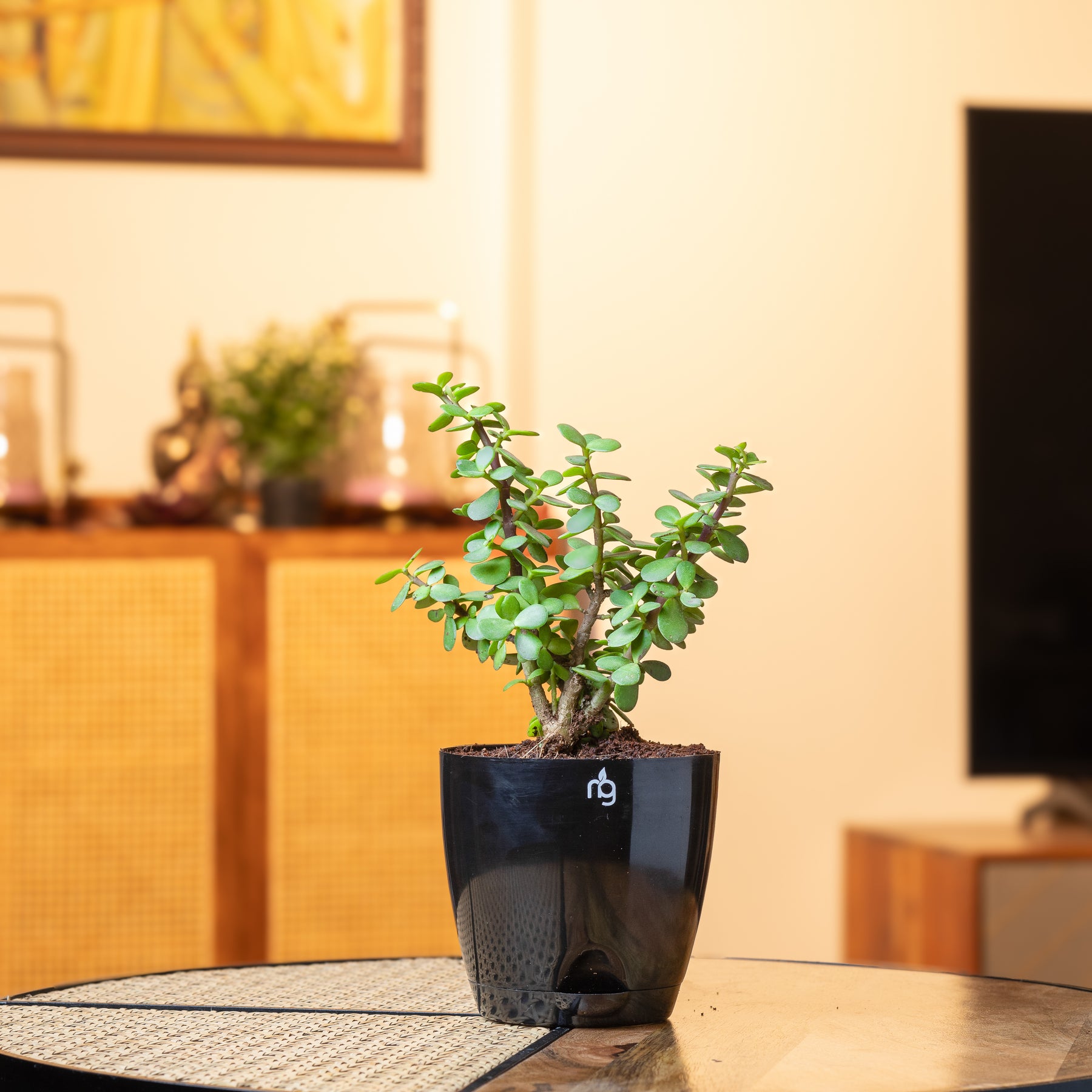 black jade plant Jade Plant in Black Self Watering Pot – Nurturing Green