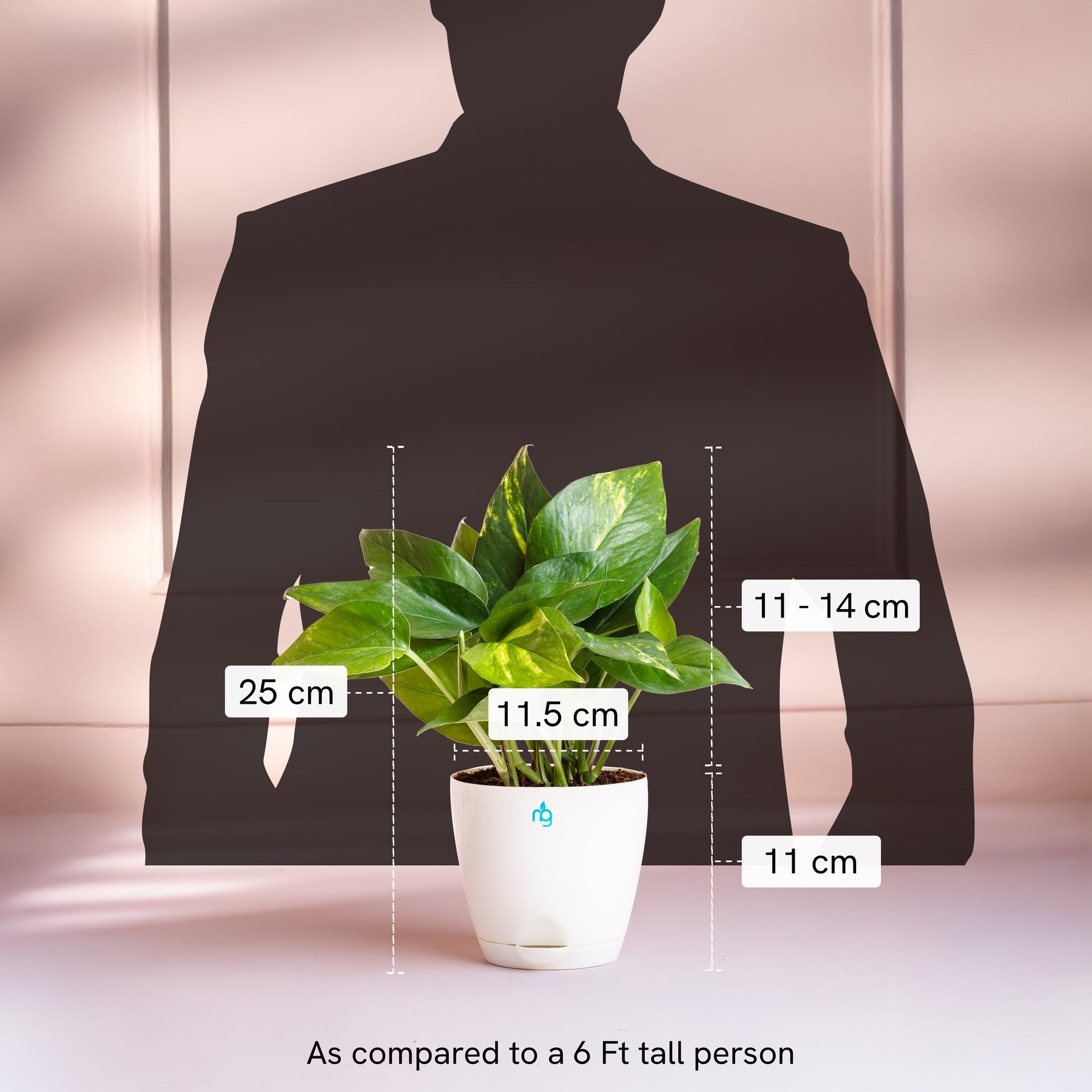 money plant pots online Money Plant in Self Watering Pot – Nurturing Green