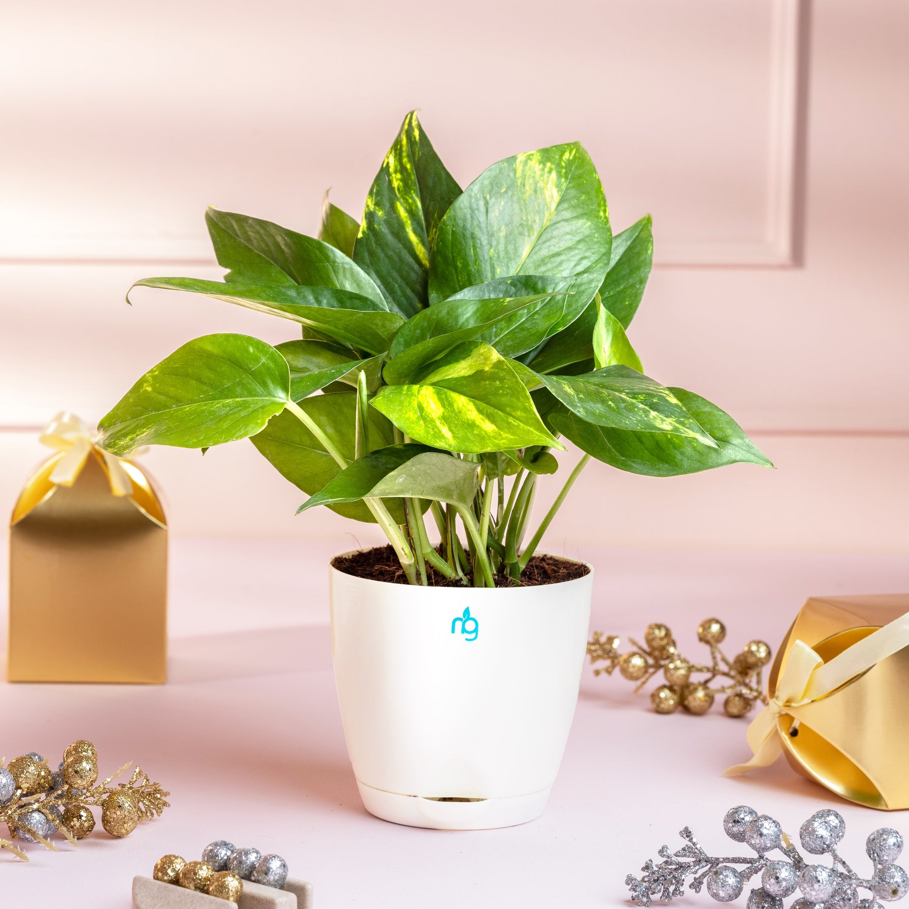 money plant water pot Money Plant in Self Watering Pot – Nurturing Green