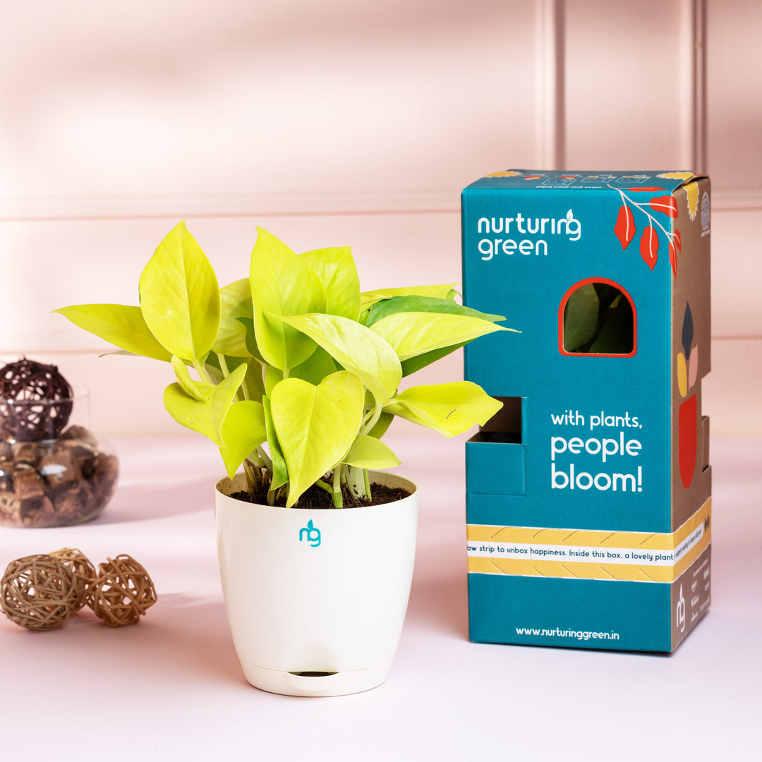 golden money plant care Golden Money Plant in Self Watering Pot – Nurturing Green