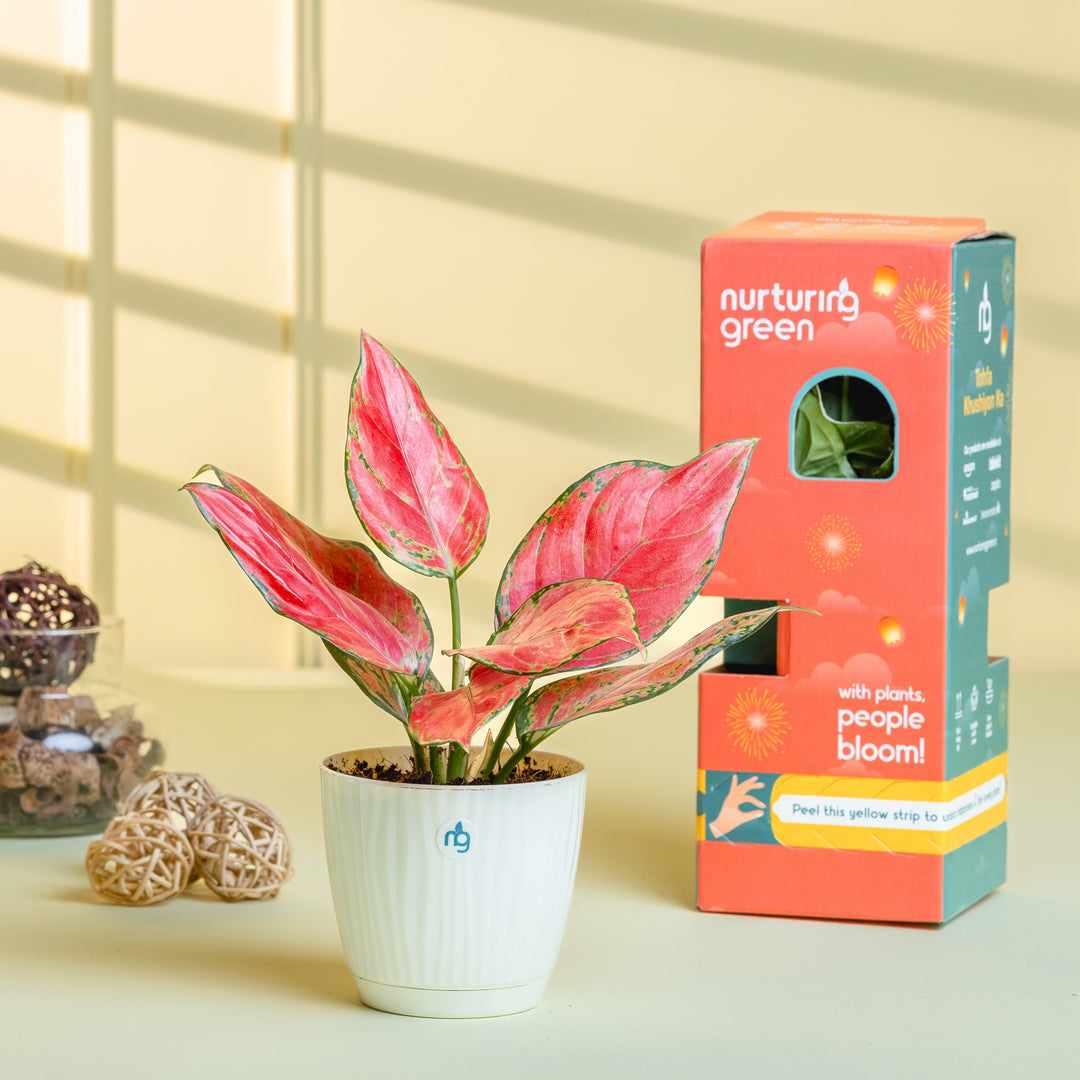 aglaonema lady valentine plant care Aglaonema Lady Valentine in Self Watering Pot – Nurturing Green