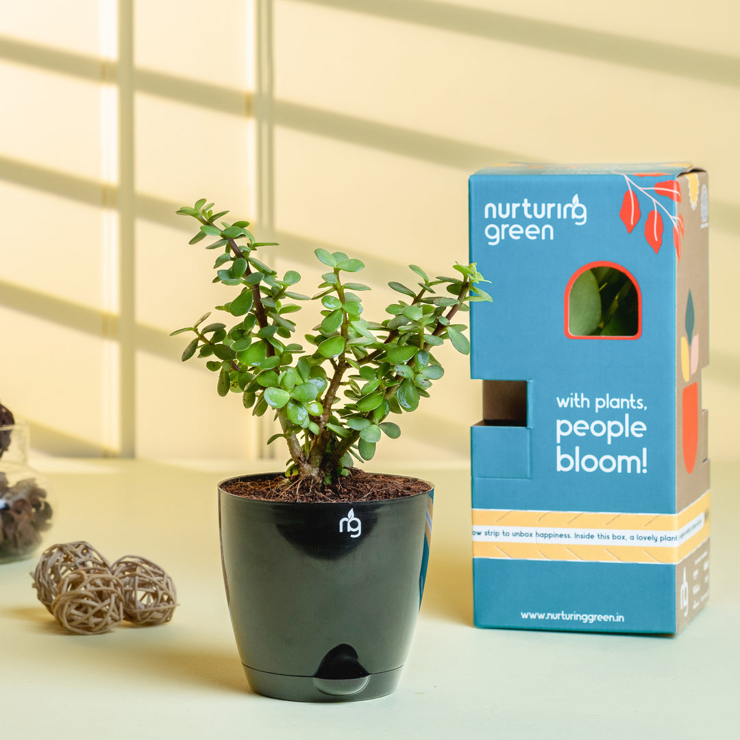 jade plant self watering pot Jade Plant in Black Self Watering Pot – Nurturing Green