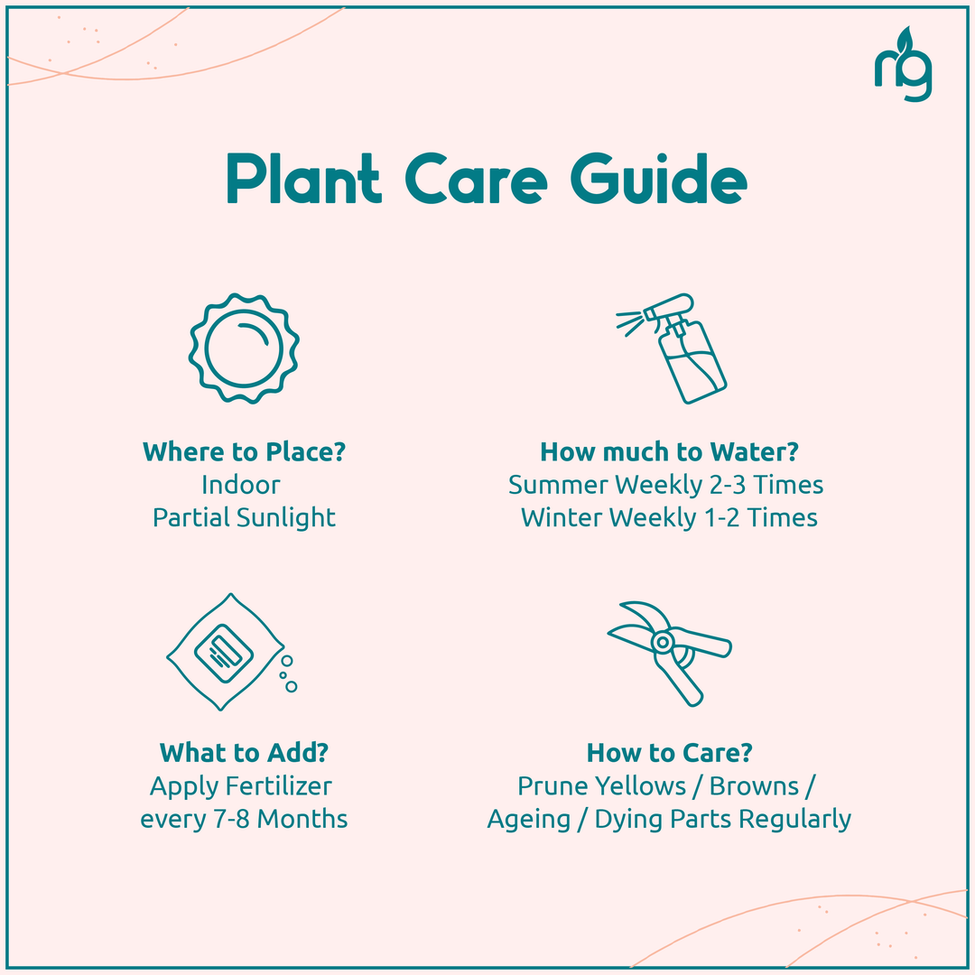 money plant care instructions Golden Money Plant in Self Watering Pot – Nurturing Green