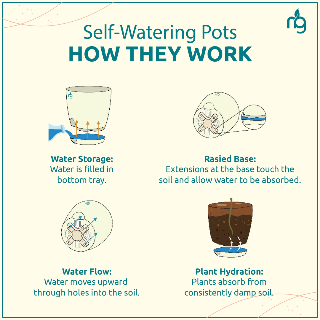 watering jade plant instructions Jade Plant in Black Self Watering Pot – Nurturing Green