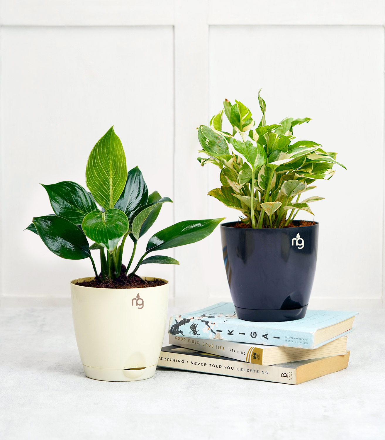 philodendron is money plant Combo of Philodendron Birkin & Money Plant Njoy in Self Watering Pots – Nurturing Green