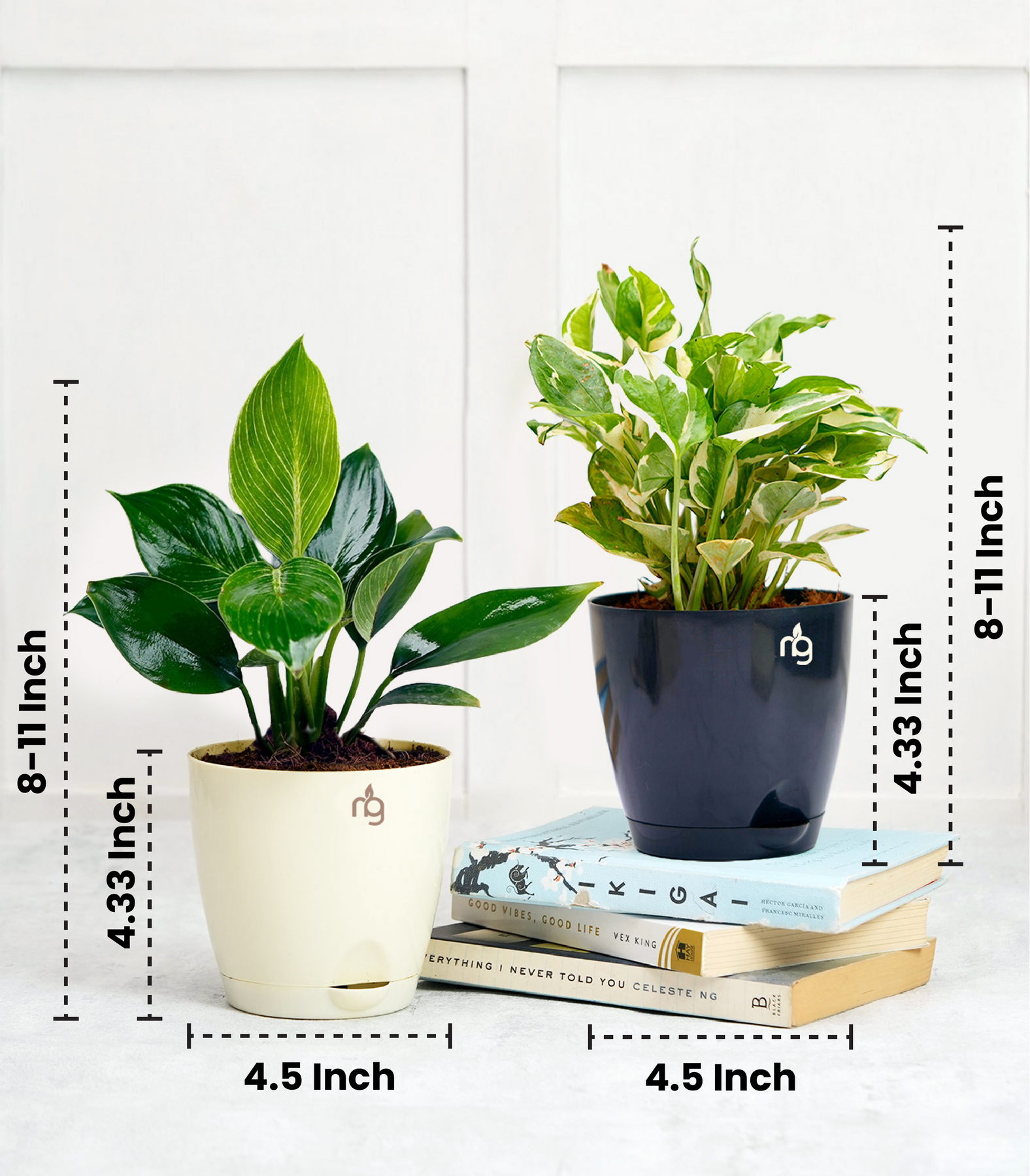 best pot for philodendron birkin Combo of Philodendron Birkin & Money Plant Njoy in Self Watering Pots – Nurturing Green
