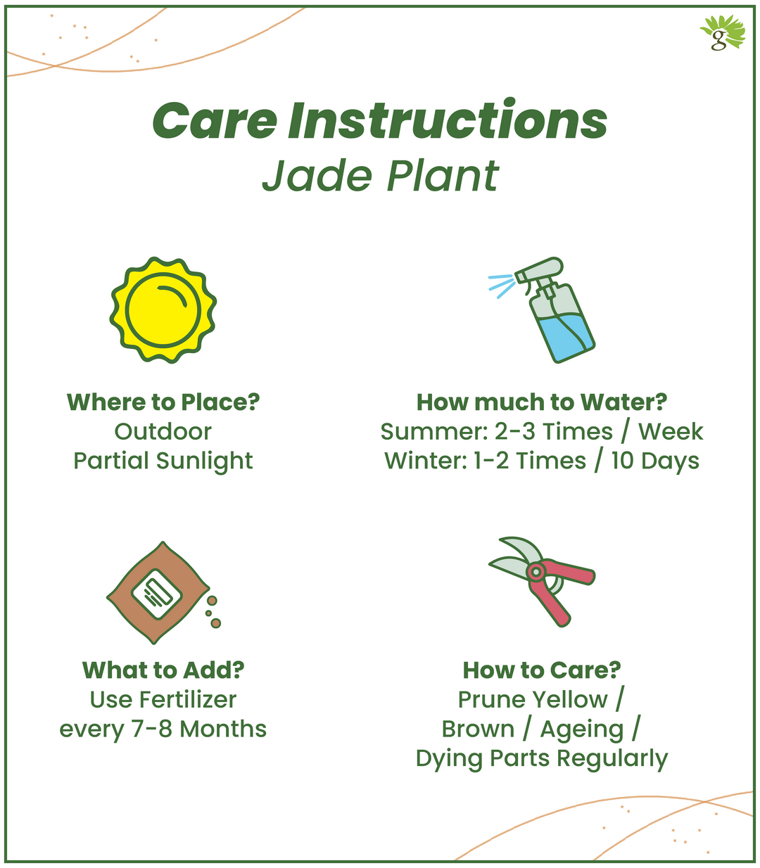 jade plant watering instructions Combo of Jade & Birkin Plant in Ivory Self Watering Plastic Pots (4.5* – Nurturing Green