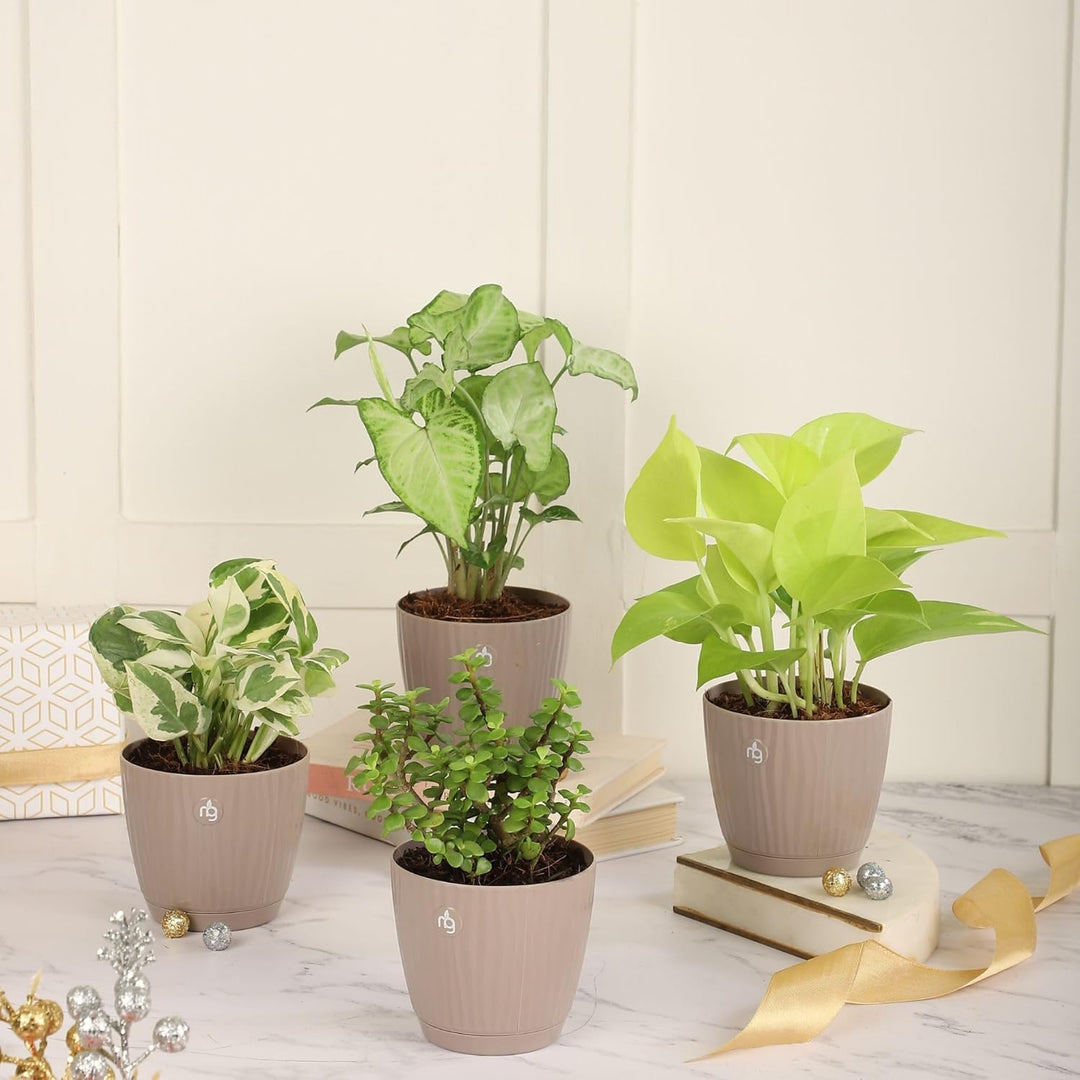 Combo of Indoor Airpurfying Plants – Nurturing Green