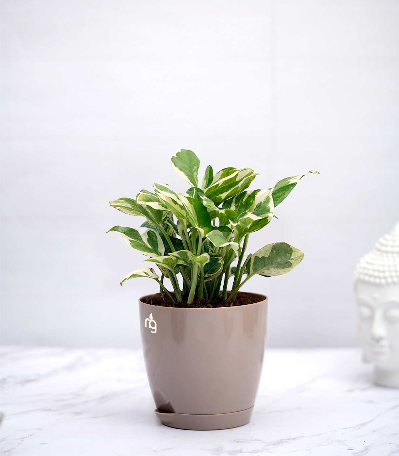 njoy money plant Money Plant Njoy in Mocha Self Watering Plastic Pot (4.5*4 Inch) –  Nurturing Green