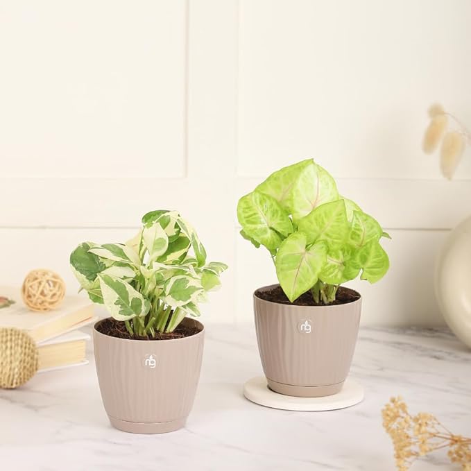 Self-Watering Pots Combo – Nurturing Green