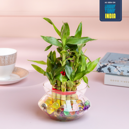 lucky bamboo in glass bowl Lucky Bamboo Plant (2-Layer) in Glass Pot – Nurturing Green