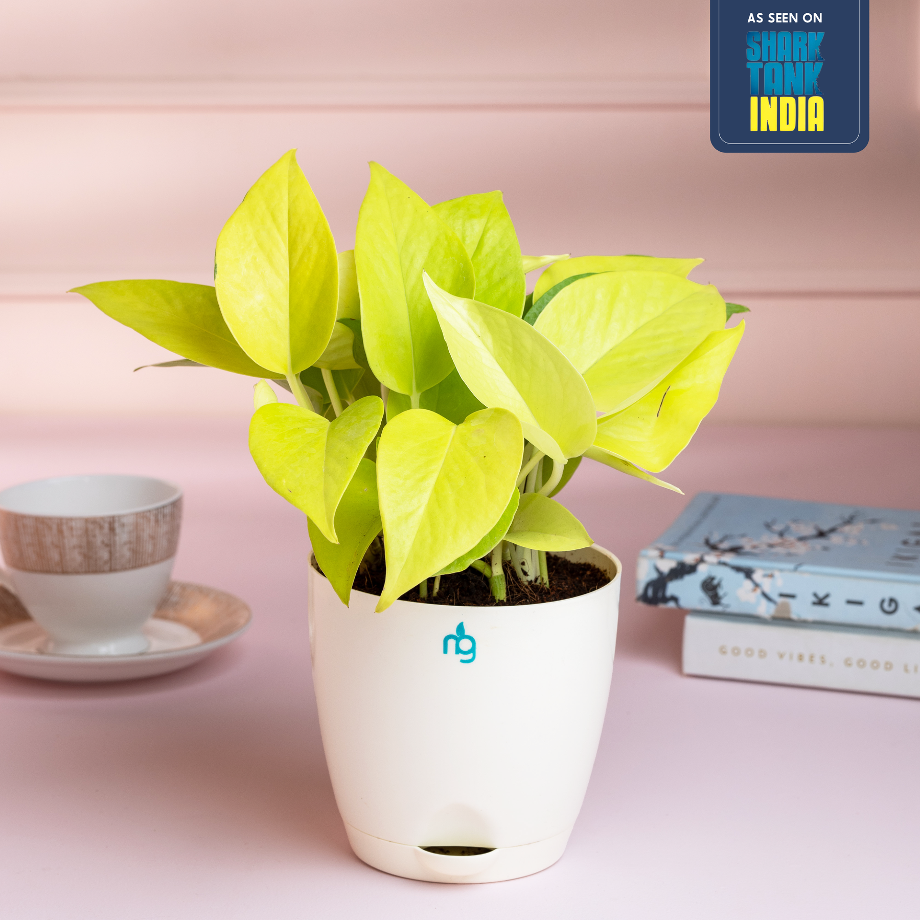 golden money plant Golden Money Plant in Self Watering Pot – Nurturing Green