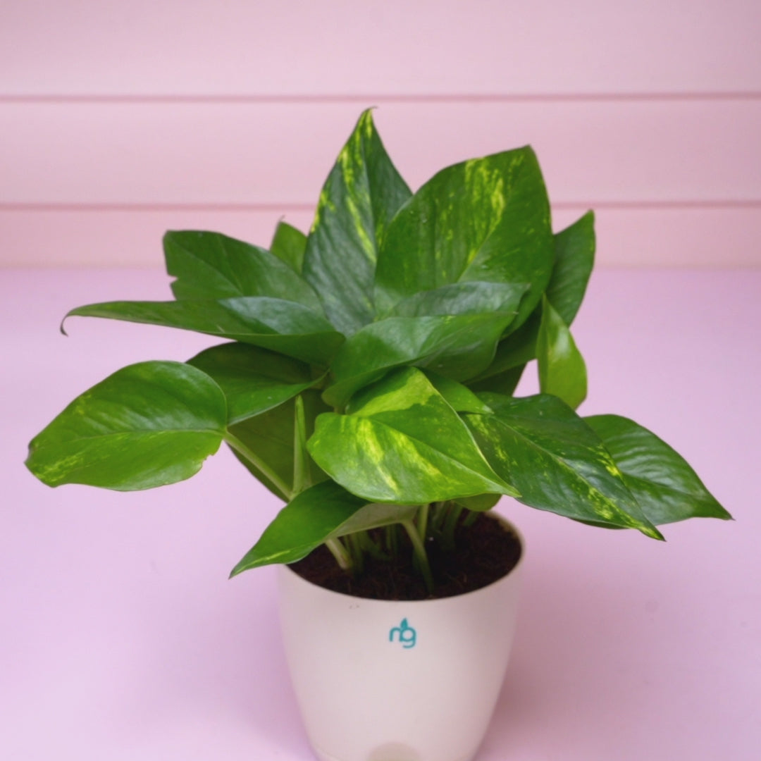 money plant in water turning yellow Money Plant in Self Watering Pot – Nurturing Green
