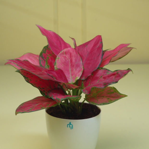 bunga aglaonema pink lady Aglaonema Lady Valentine in Self Watering Pot (4.5 Inch) – Nurturing Green