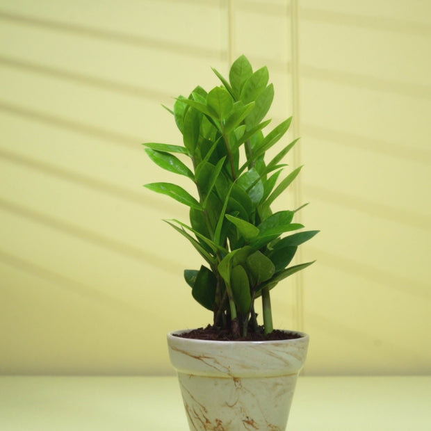 feng shui zz plant ZZ Plant in Brown Ceramic Pot – Nurturing Green