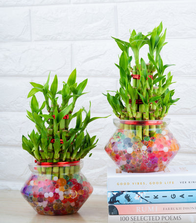 Buy 3 Layer Lucky Bamboo Plant Online 