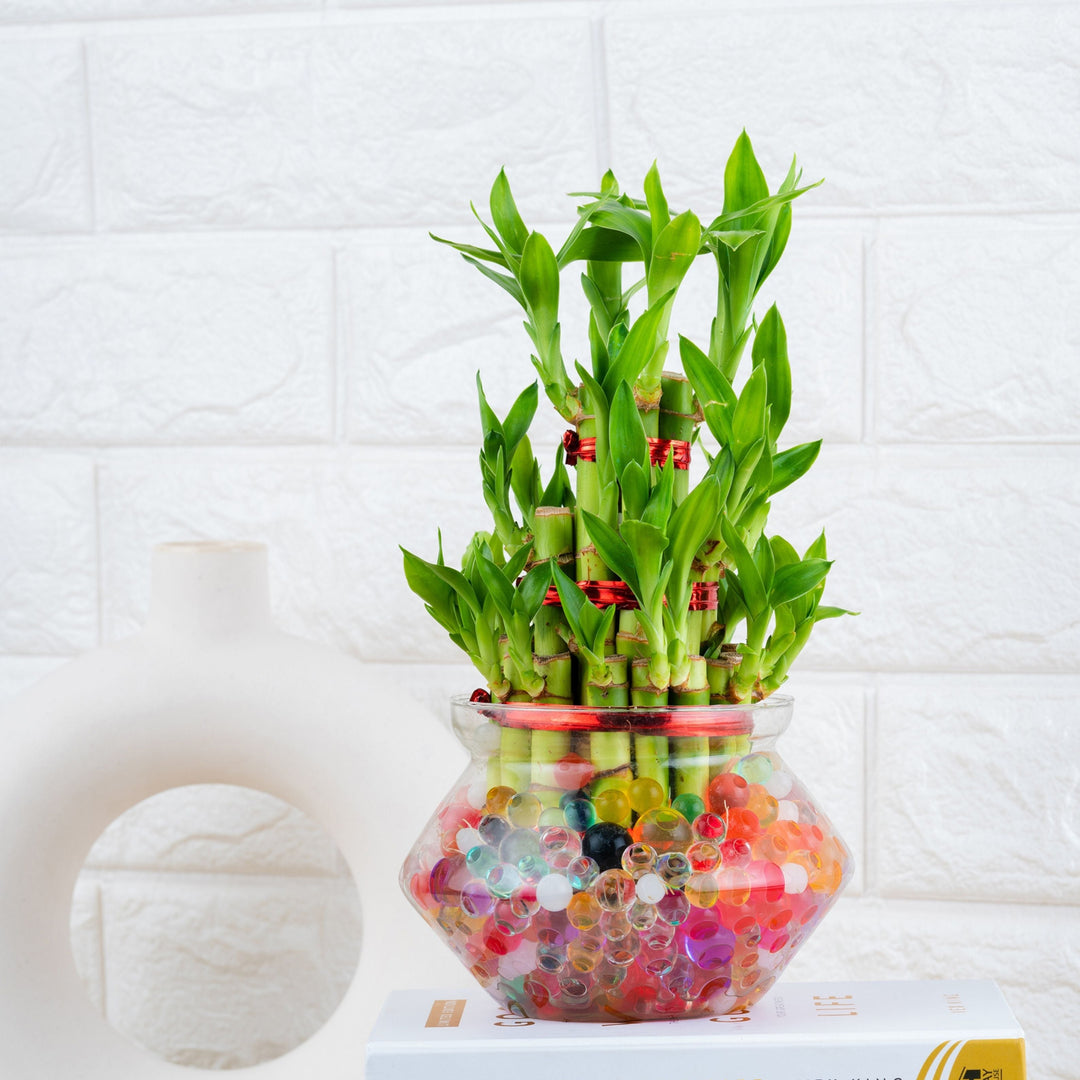 3 layer lucky bamboo plant online Buy 3 Layer Lucky Bamboo Plant Online at Lowest Price – Nurturing Green