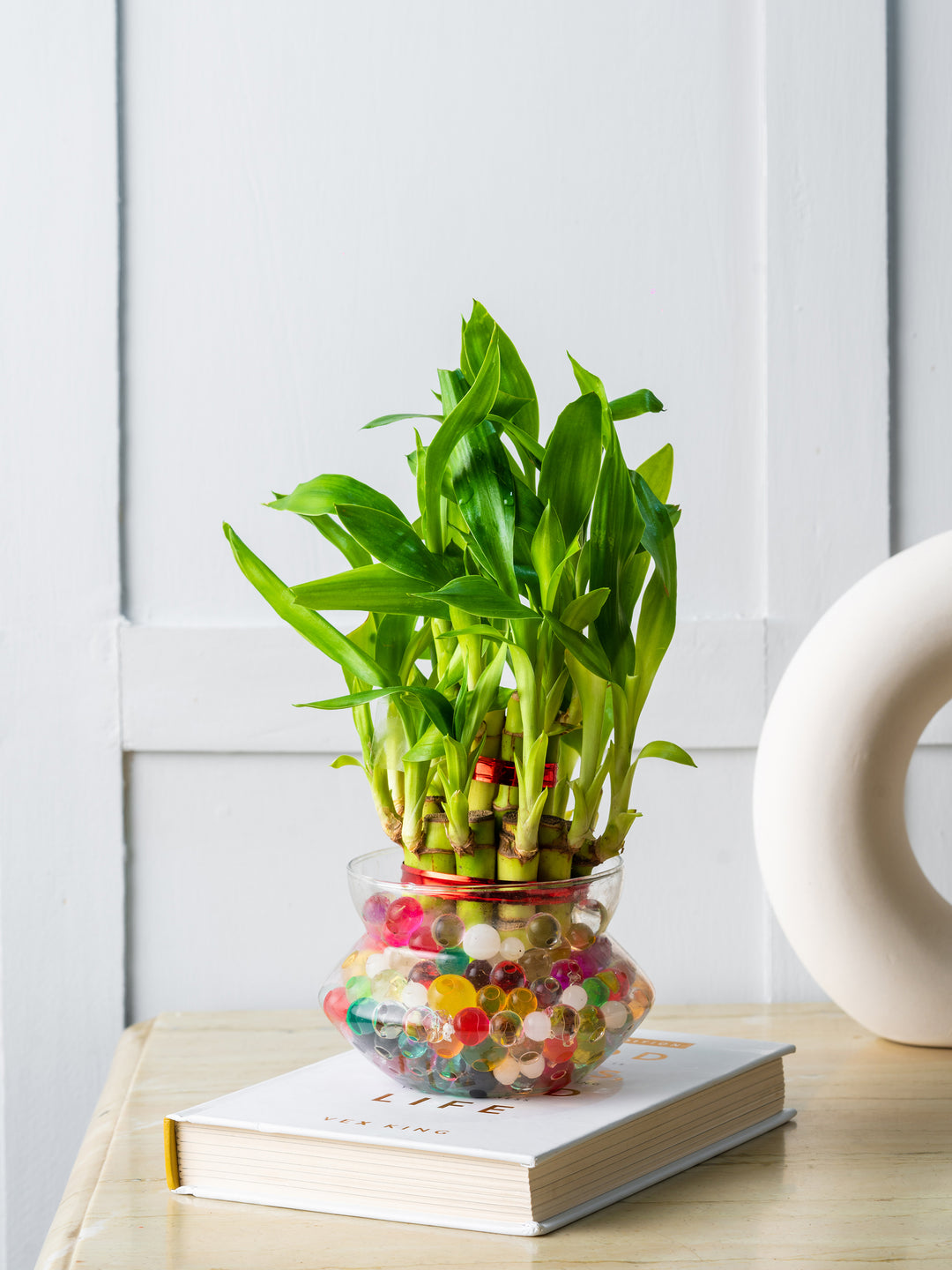jade plant vs lucky bamboo Good Luck Plants for Home (Bamboo & Jade) – Nurturing Green