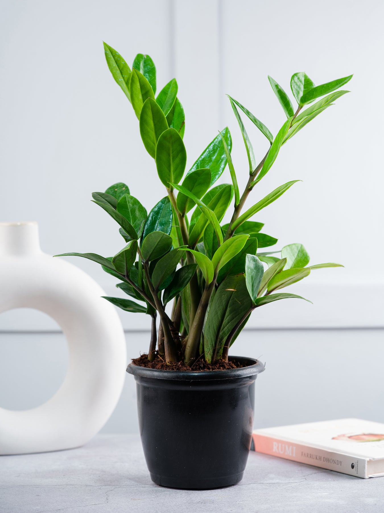 philodendron birkin air purifier Buy Air Purifying Plants Combo (ZZ & Philodendron Birkin) Online – Nurturing Green