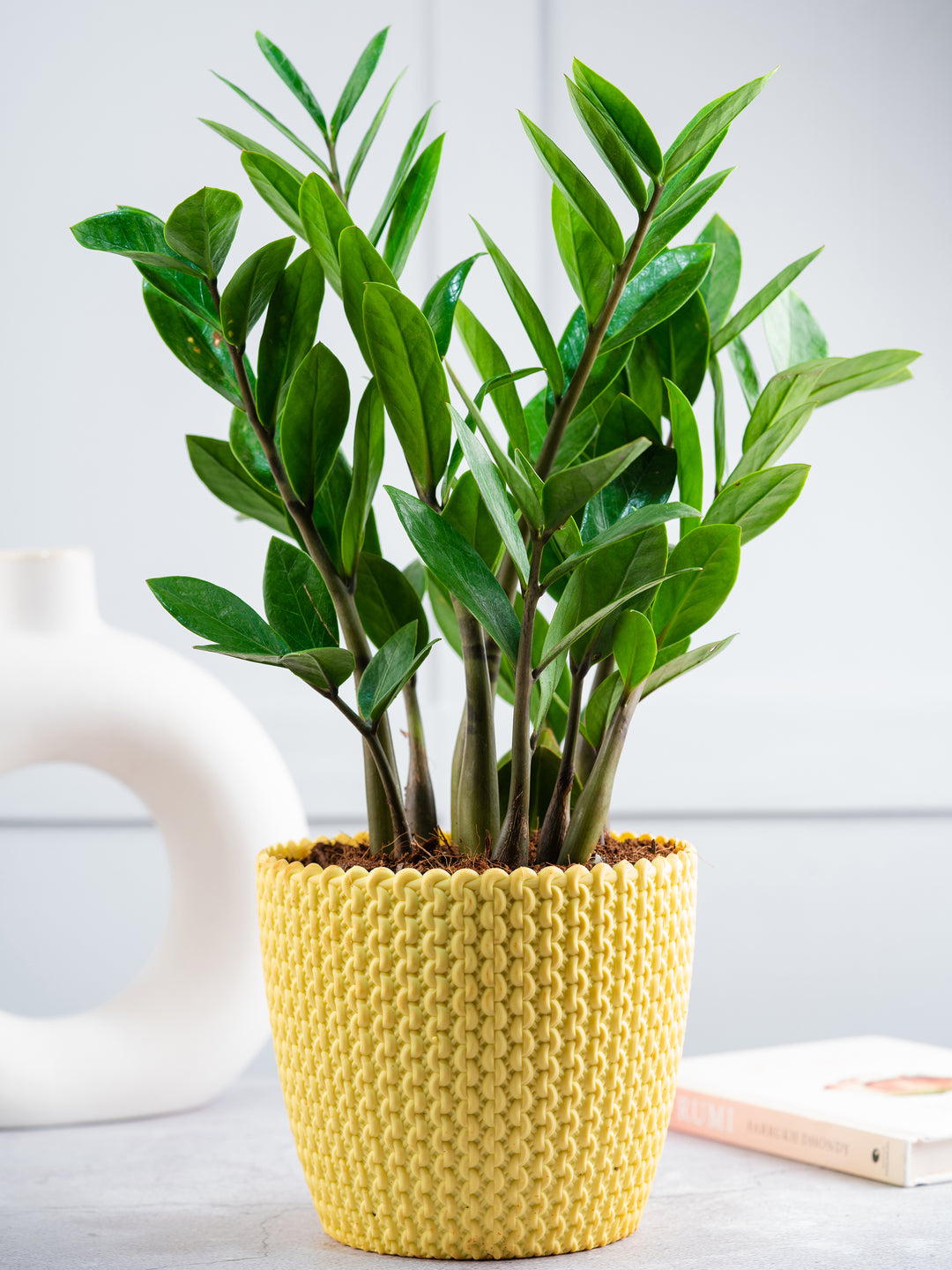 long planter box indoor Monaco Rectangular Tabletop Planter by Jay Scotts – Planters Etc main image 1