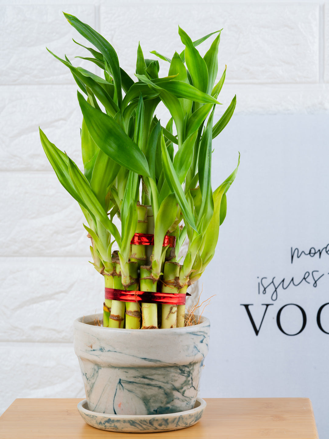 2 layer lucky bamboo plant benefits 2 Layer Lucky Bamboo Plant | 2 Layer Lucky Bamboo Plant