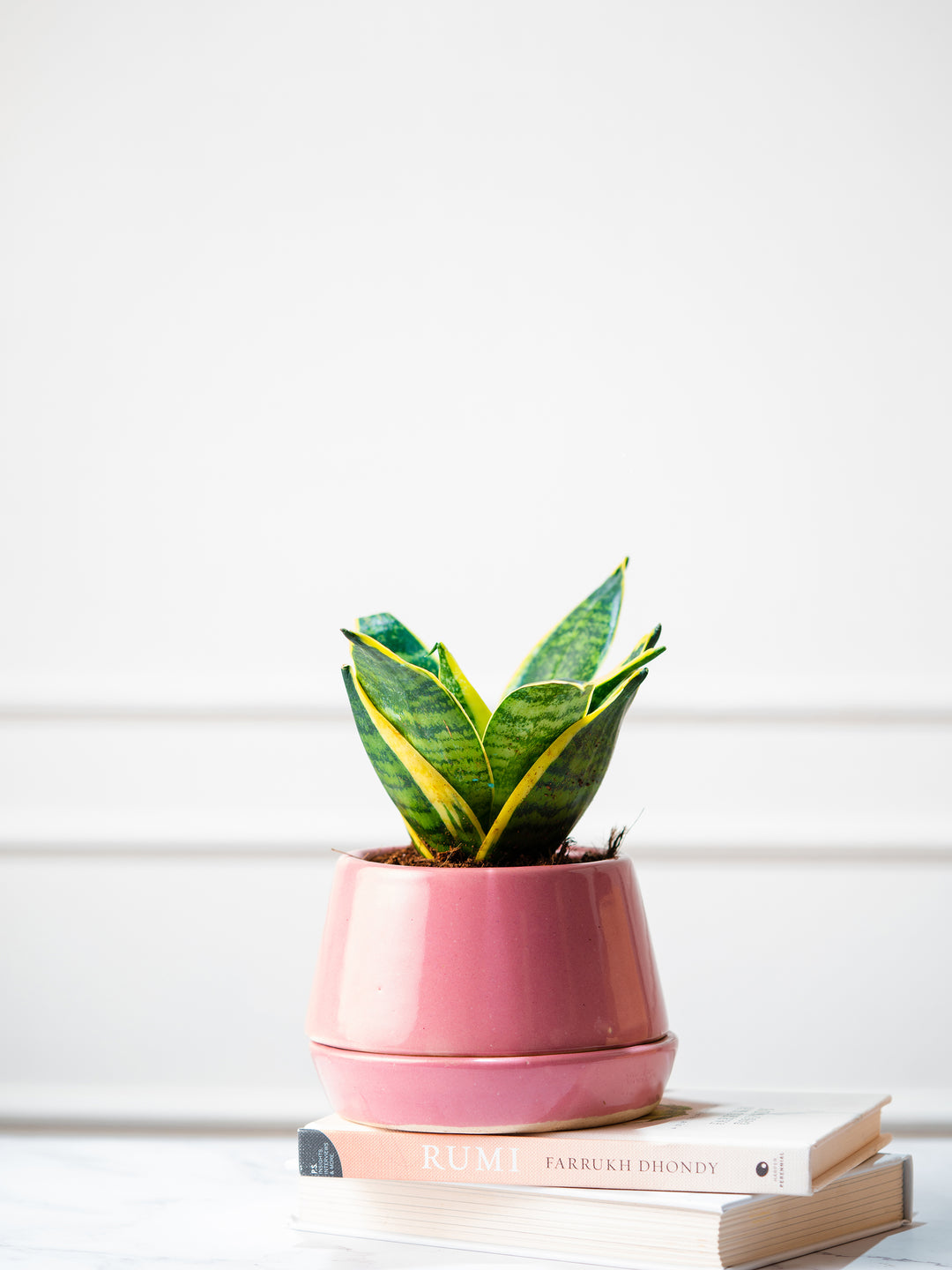 snake plant with pink leaves Snake Plant