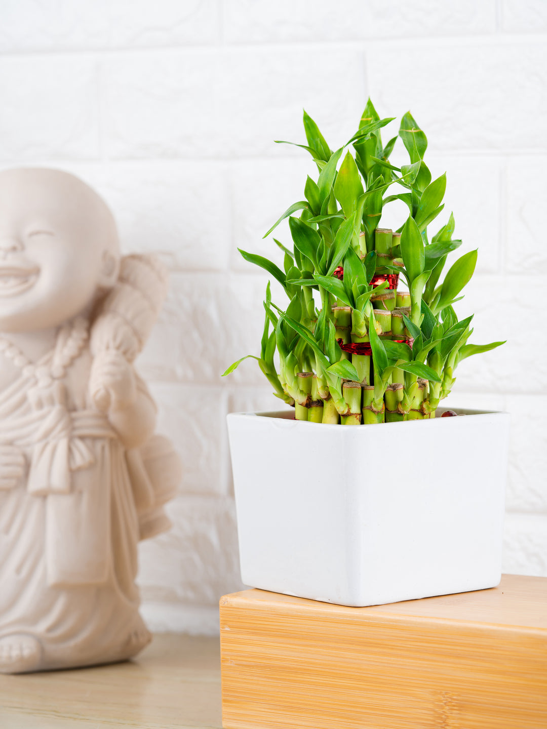 3 layer lucky bamboo plant online Buy 3 Layer Lucky Bamboo Plant Online at Lowest Price – Nurturing Green