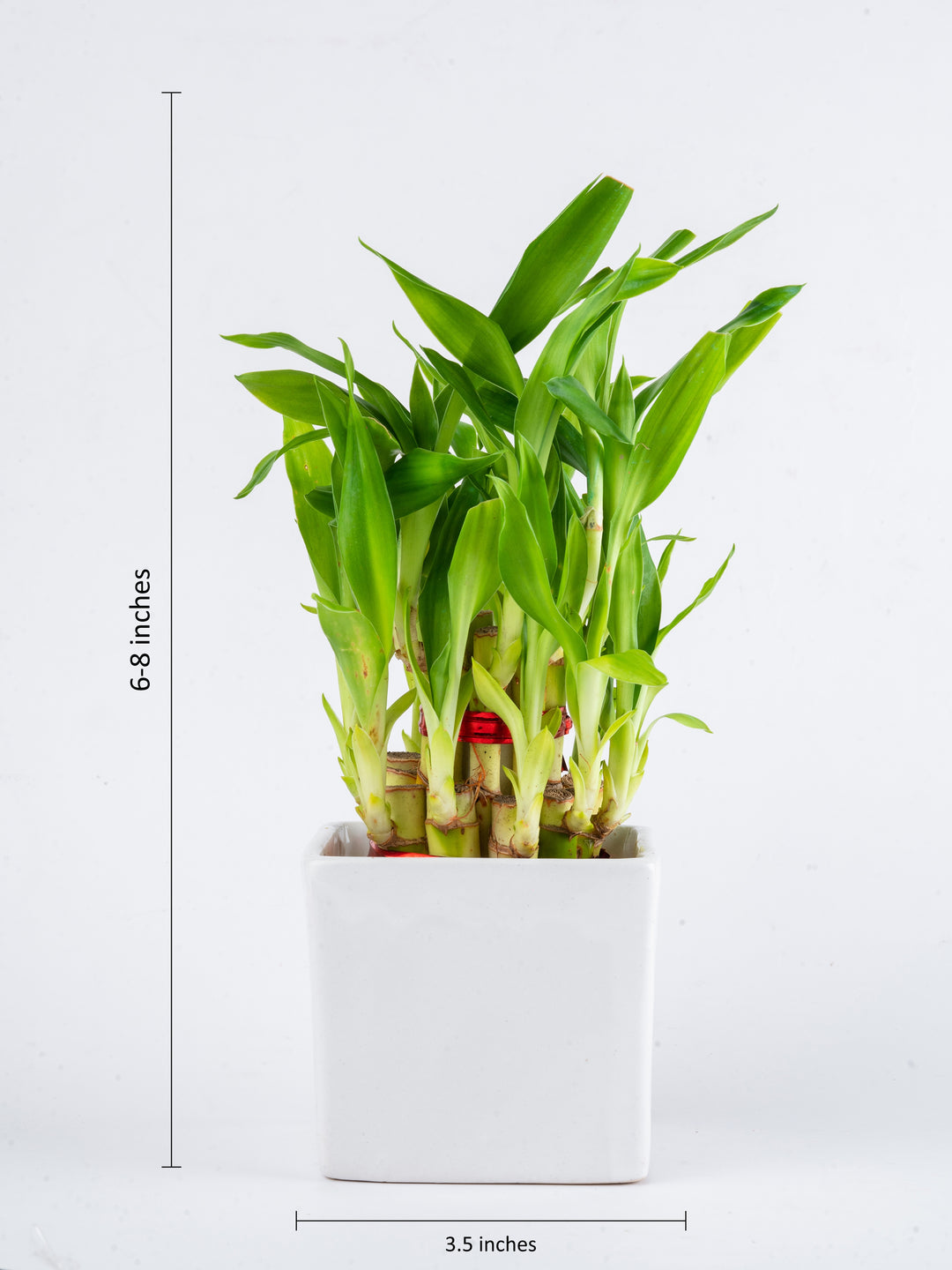 2 layer lucky bamboo plant meaning 2 Layer Lucky Bamboo Plant | 2 Layer Lucky Bamboo Plant