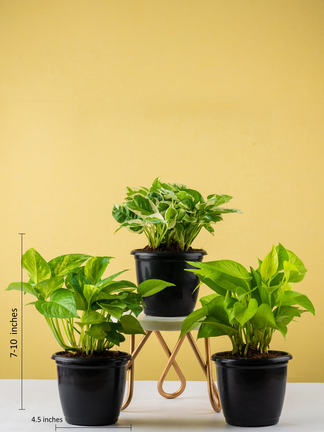 money plant kerala Money Plant