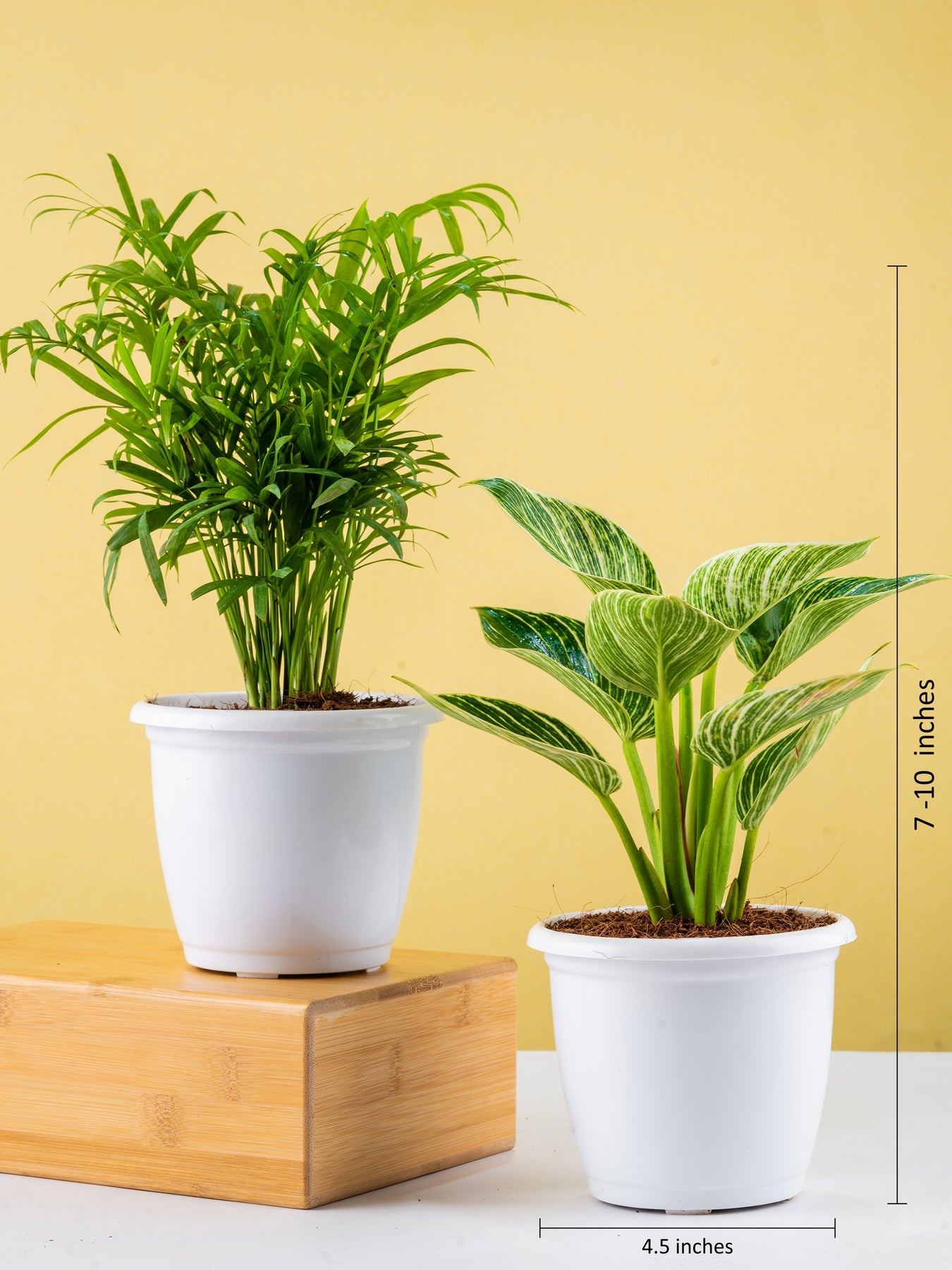 philodendron oxygen Oxygen Plants | Buy Trendy Oxygen Plants Combo Online at Lowest Price