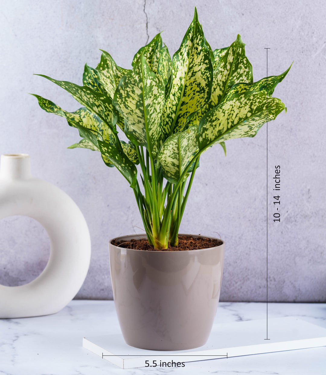 Air Purifying Plant