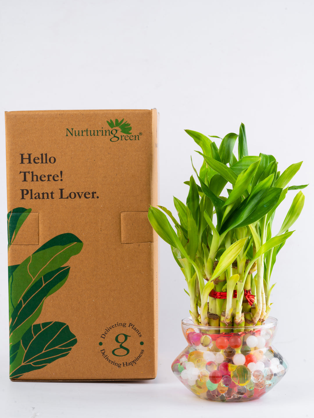 2 layer lucky bamboo plant benefits Buy 2 Layer Lucky Bamboo Plant Combo Online at Lowest Price