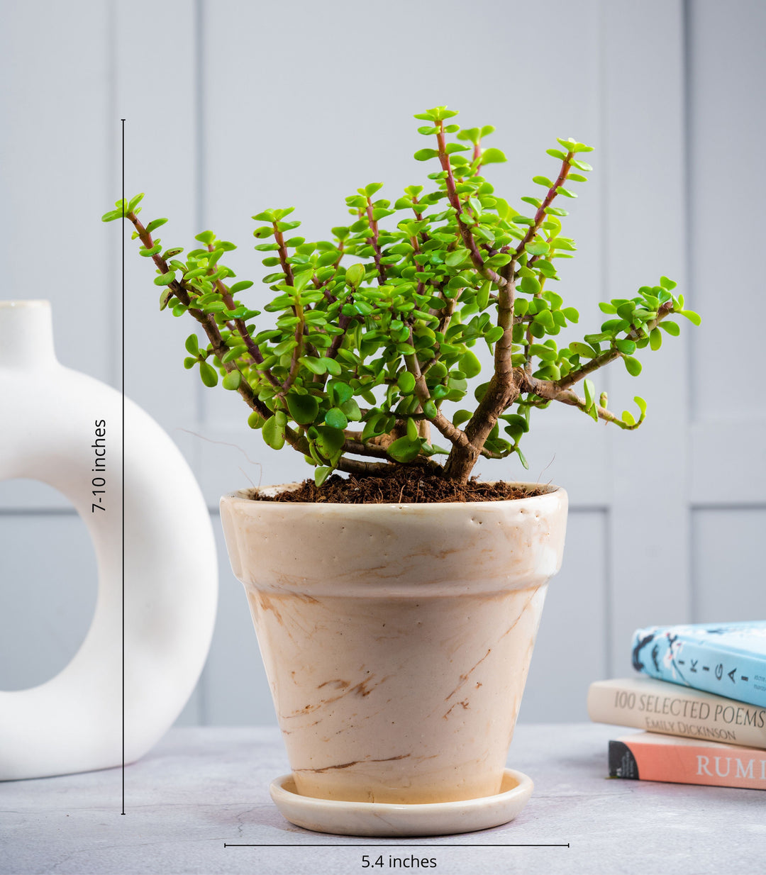 medicinal properties of jade plant Buy Small Good Luck Jade Plant Online at Lowest Price