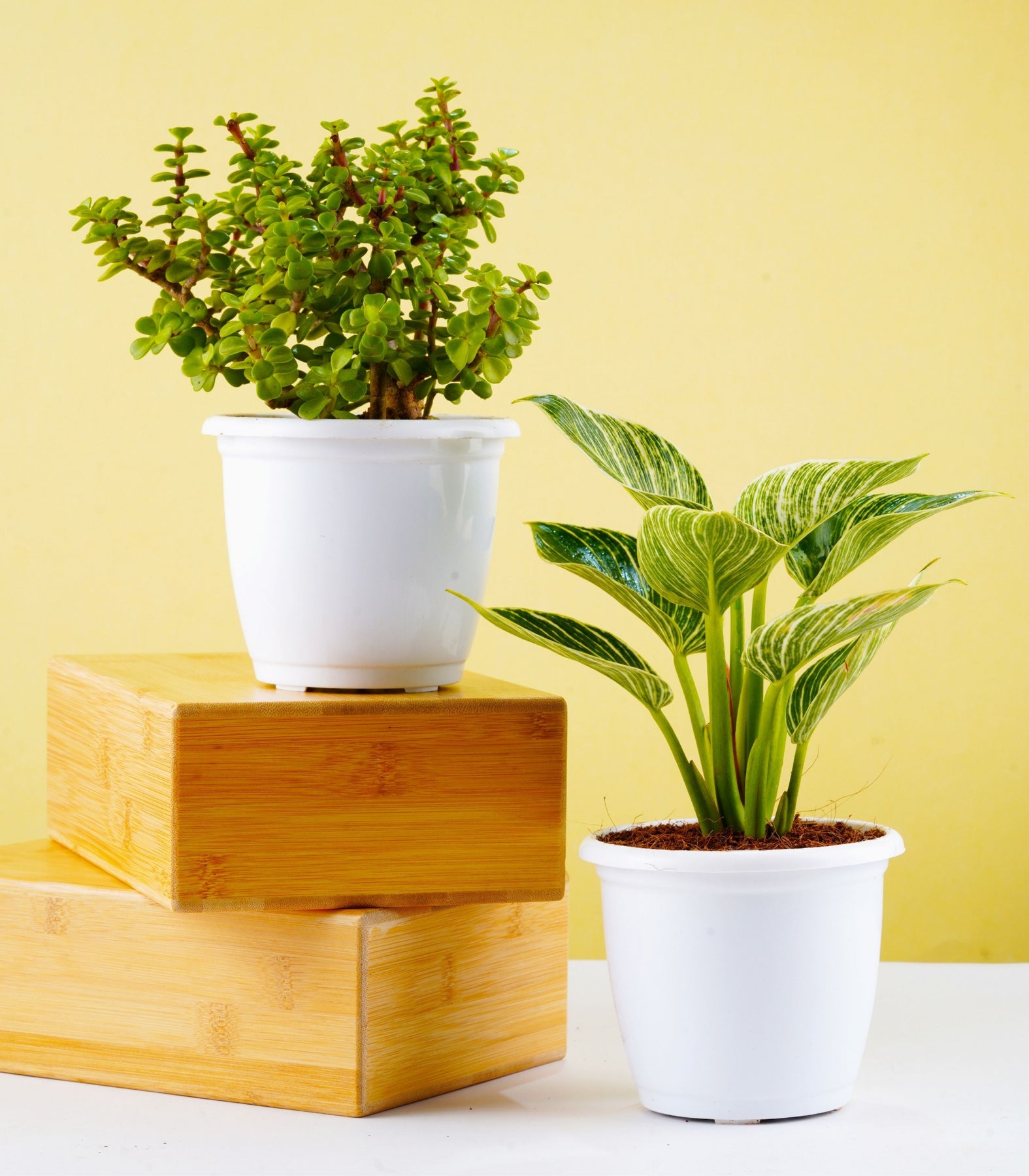 philodendron good luck Buy Indoor Plants Combo Online (Jade & Philodendron Birkin) for Good Luck – Nurturing Green