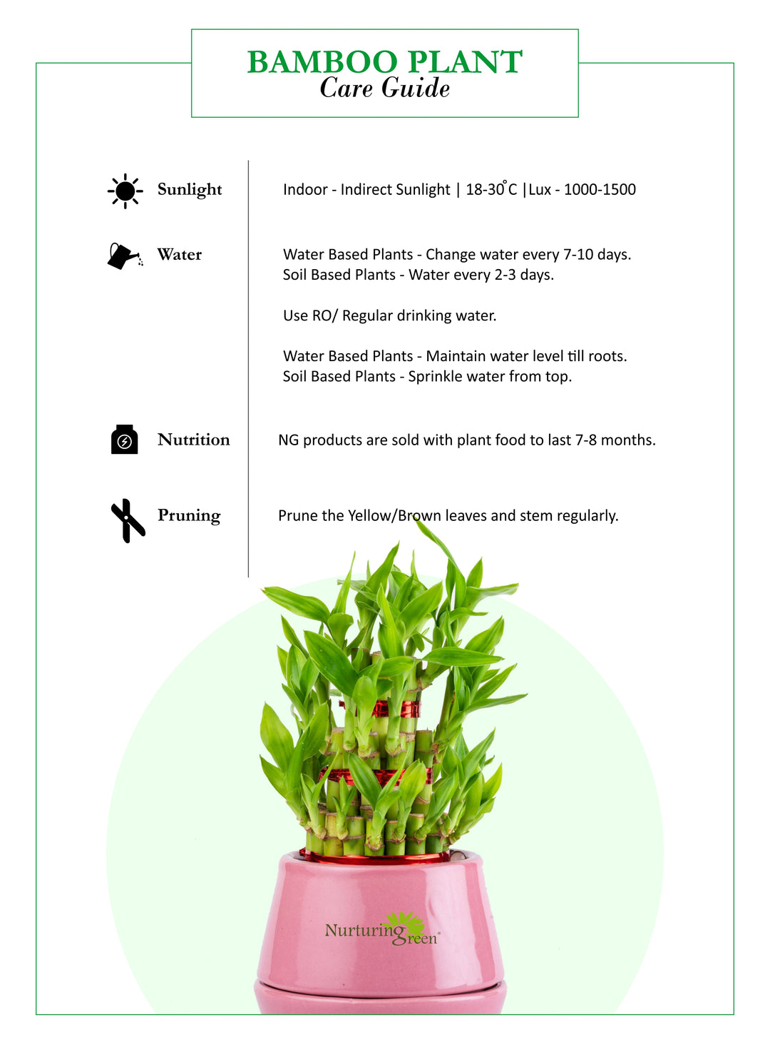lucky bamboo in bedroom Buy 2 Layer Lucky Bamboo Plant Combo Online at Lowest Price
