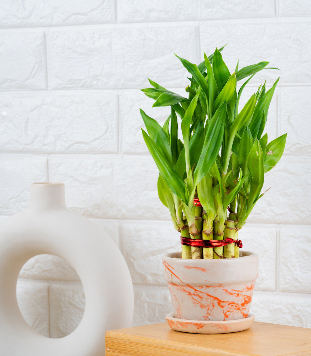 2 layer lucky bamboo 2 Layer Lucky Bamboo Plant | 2 Layer Lucky Bamboo Plant