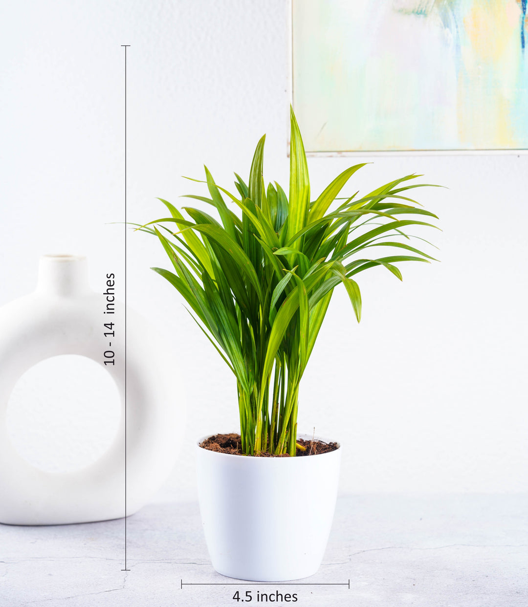 areca palm snake plant and money plant Buy Air Purifying Plants Combo (Areca Palm & Snake Plant) Online – Nurturing Green