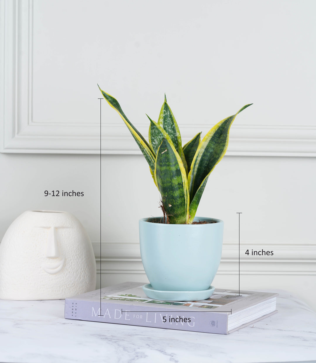 nurturing green air purifying live indoor snake plant Snake Plant