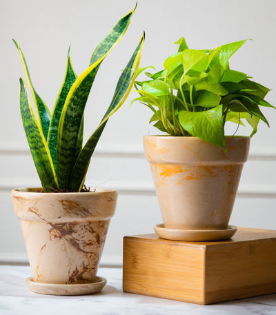Indoor Plants Combo (Scindapsus Gold & Sansevieria Superba)