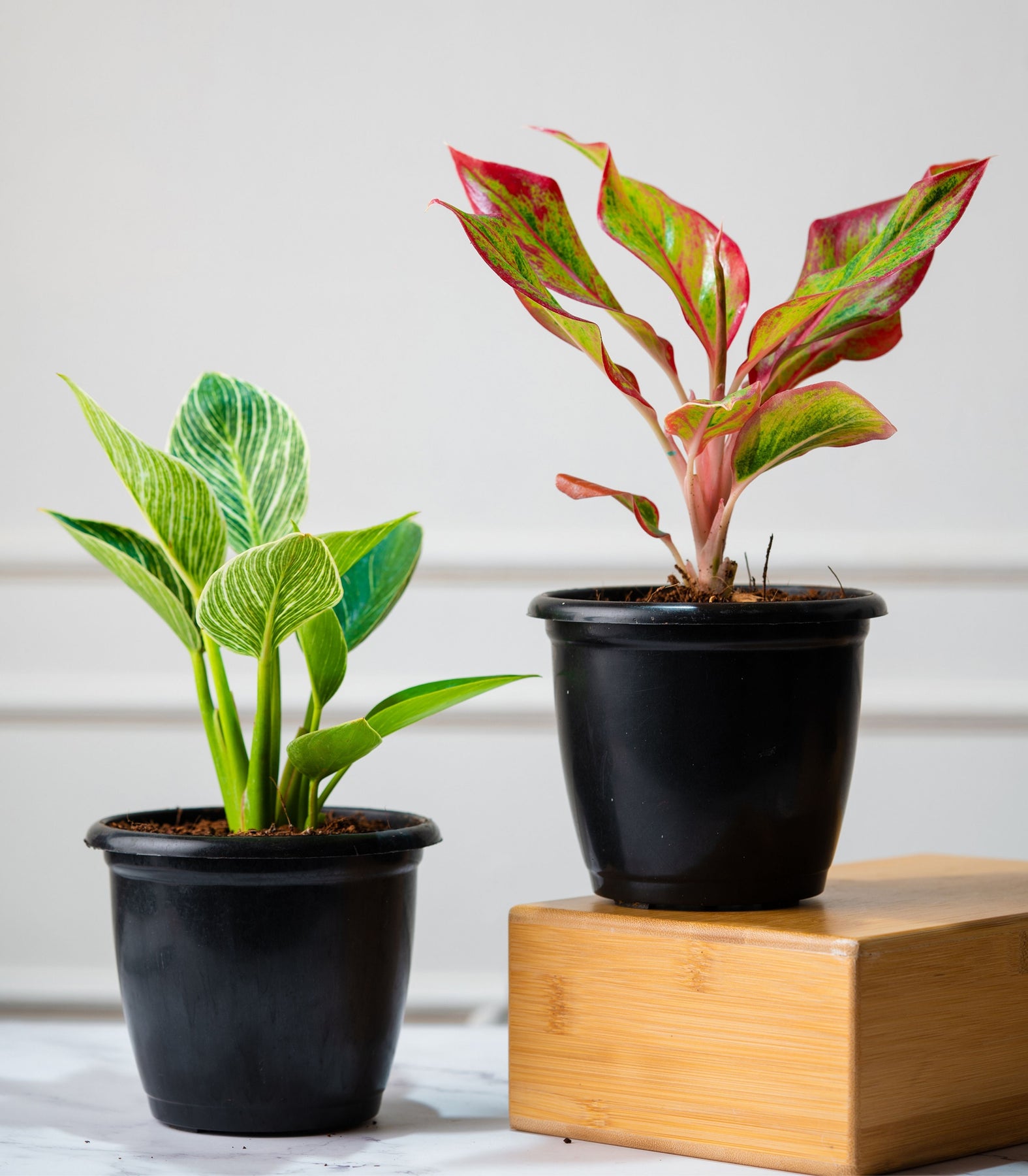 aglaonema birkin Buy Trending Houseplants Combo Online at Lowest Price – Nurturing Green